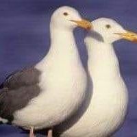 Profile picture of نورس البحر